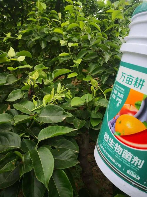 微生物菌剂这么好用在土壤里到底有什么效果呢